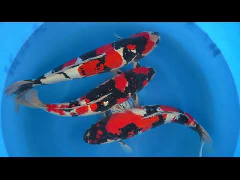 Koi selectie 2026 Aokiya Koi-farm - Nisai HQ Male Ginrin Showa Doitsu Showa 50 56 cm