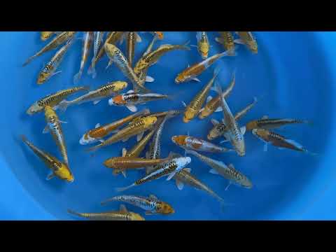 Koi selectie 2026 - Aokiya Koi-farm - Tosai Doitsu Hariwake - Mix 13-16 cm