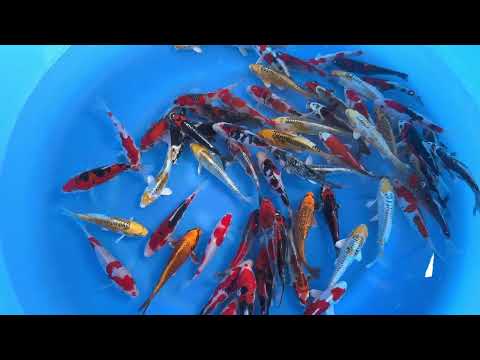 Koi selectie 2026 - Aokiya Koi-farm - Tosai Tateshita Mix - Mix 13-16 cm