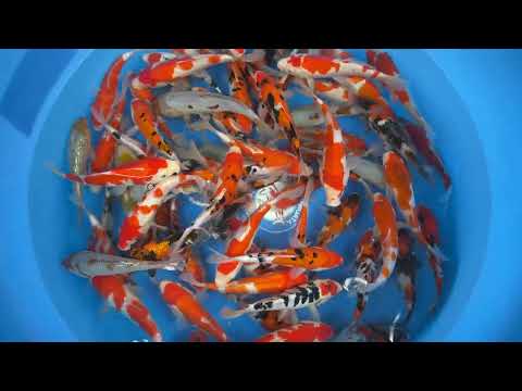 Koi selectie 2026 - Hiroi Koi Farm  - Tosai- Mix 19-21 cm