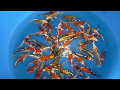 Koi selectie 2026 -Marusaka Koi Farm - Tosai 15-18 cm