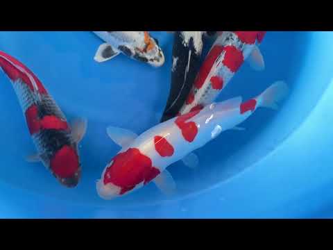 Koi selectie 2026 Aokiya Koi-farm - Nisai HQ Mix 35-40cm