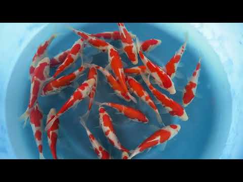 Koi selectie 2026 - Izumiya Koi-farm - Tosai- Kohaku 16-20 cm