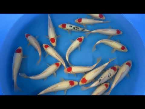 Koi selectie 2026 -  Nishikigoi Niigata Koi Farm  - Tosai HQ Tancho Mix 25-30 cm