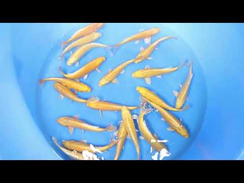 Koi selectie 2026 - Izumiya Koi-farm - Tosai Yamabuki Ogon (23 cm)