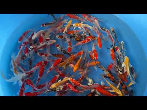 Koi selectie 2026 -  Suda Koi Farm  - Tosai Longfin Mix 14-17 cm