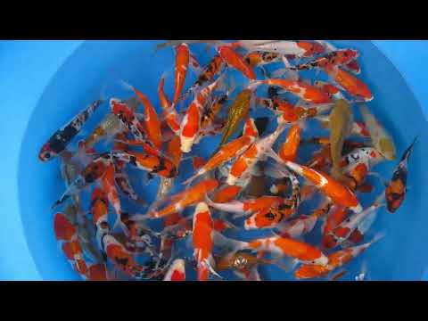 Koi selectie 2026 - Hiroi Koi-farm - Tosai Mix 15-18 cm