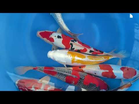 Koi selectie 2026 Aokiya Koi-farm - Nisai HQ Mix 35-40 cm