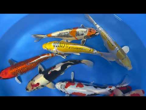 Koi selectie 2026 Aokiya Koi-farm - Nisai HQ Mix 36-38 cm
