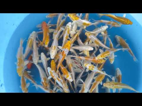 Koi selectie 2026 -  Yamasan Koi Farm  - Tosai  Doitsu Hariwake Mix 12-15 cm