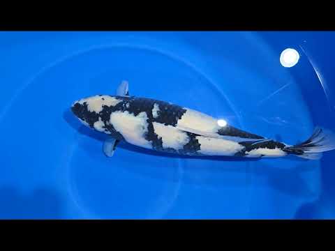 Koi selectie 2026  -  Odakan Niigata  koi farm - Yonsai  - HQ Female Shiro Utsuri 65 cm
