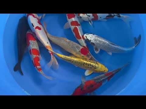 Koi selectie 2026 Aokiya Koi-farm - Nisai Mix 35-40 cm