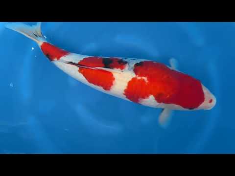 Koi selectie 2026  - Nishiki Maruhide farm - Sansai - Female Showa 65 cm