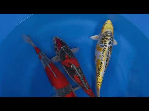 Koi selectie 2026 Aokiya Koi-farm - Nisai HQ Female Mix 42-44 cm