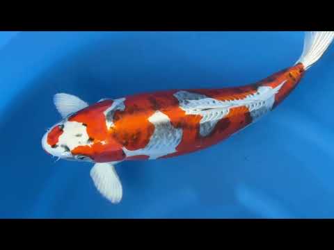 Koi selectie 2026  -  Yagenji koi farm - Sansai - Female Beni Kikokuryu 55 cm