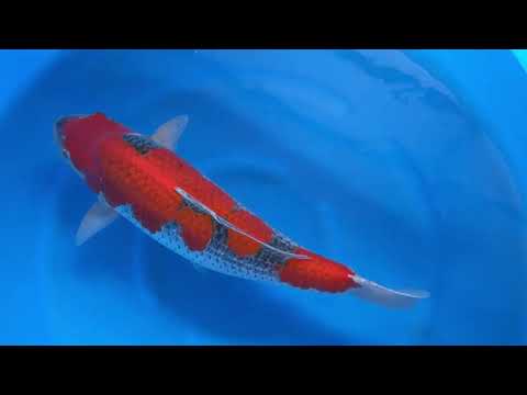 Koi selectie 2026  -  Yagenji koi farm - Sansai - Female Goshiki 61 cm