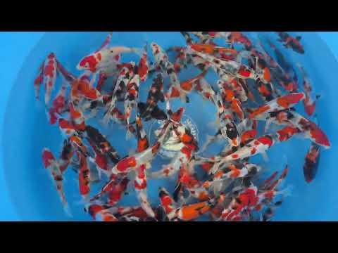 Koi selectie 2026 -  Koshiji Koi Farm  - Tosai Showa 14-18 cm