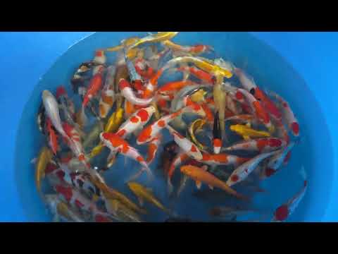 Koi selectie 2026 - Koda Koi Farm  - Tosai- Mix 16-20 cm