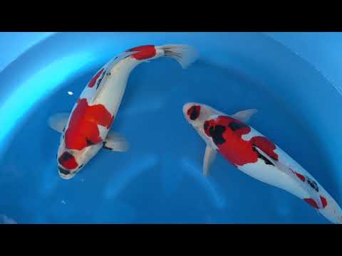 Koi selectie 2026  - Nishiki Maruhide farm - Sansai - Female Doitsu Showa 52-56 cm