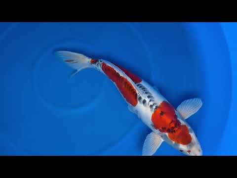 Koi selectie 2026  -  Marujyu Koi farm - Yonsai  - HQ Doitsu Kujaku 65 cm