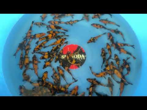 Koi selectie 2026 - Shinoda Koi Farm - Tosai Hi Utsuri 15-18 cm