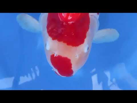 Koi selectie 2026  -  Sakamaki koi farm - Gosai  - HQ Female Kohaku 64 cm