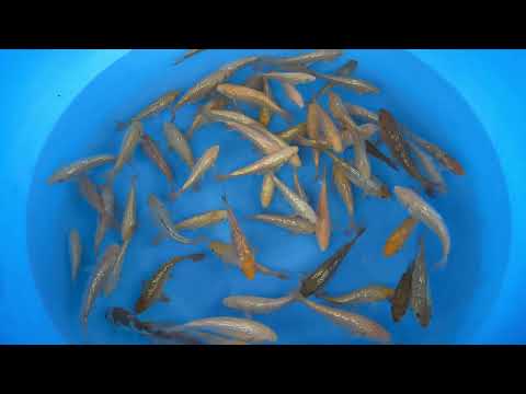 Koi selectie 2026 - Torazo Urakawa Koi Farm  - Tosai Ginrin Karashigoi Mix 12-15 cm