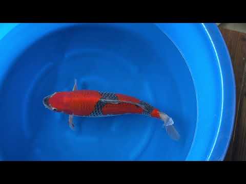Koi selectie 2026  Yagenji Koi-farm - Sansai - Sansai Female Goshiki 62 cm