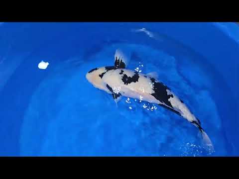 Koi selectie 2026 - Odakan koi farm - Sansai - HQ Female Shiro Utsuri 68 cm
