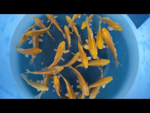 Koi selectie 2026 - Izumiya Koi-farm - Tosai Yamabuki Ogon 16 20 cm